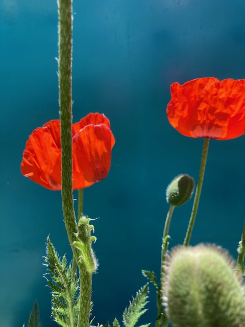 Kings and stars and&nbsp;freedom