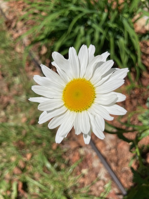 Dreaming big and&nbsp;small