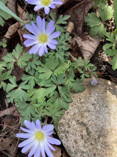 The Ubiquitous “NO!”